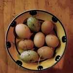 Eggs = Spring!!