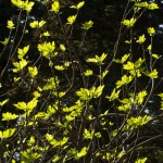 Fig Tree butterflies