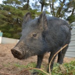 Daisy the pig tractor