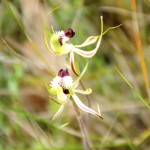 The White Spider Orchids are out!