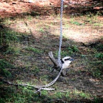 The Secret Life of Kookaburras