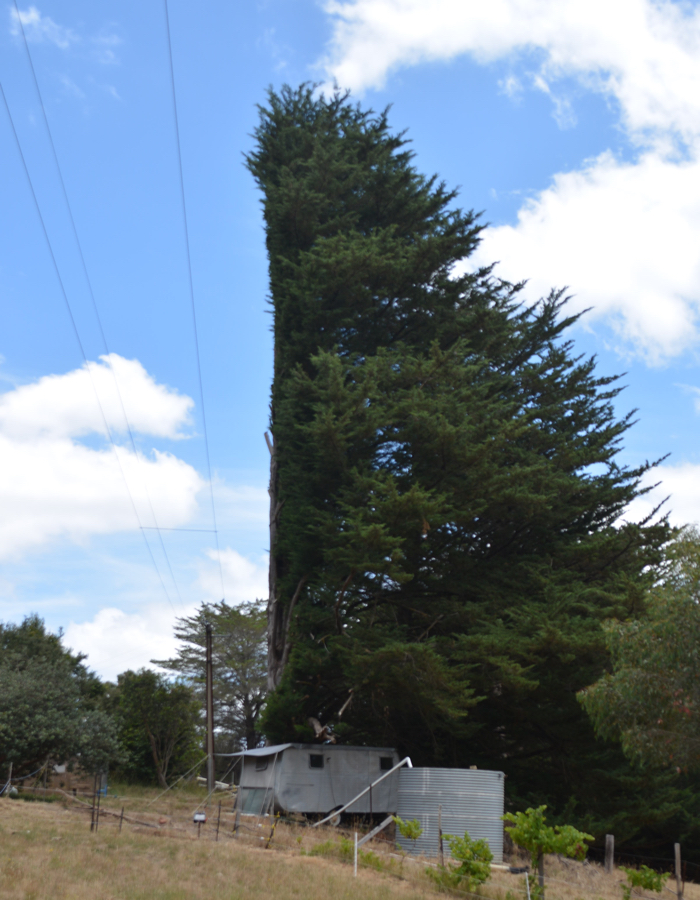 Pruning