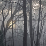 Misty morning magic