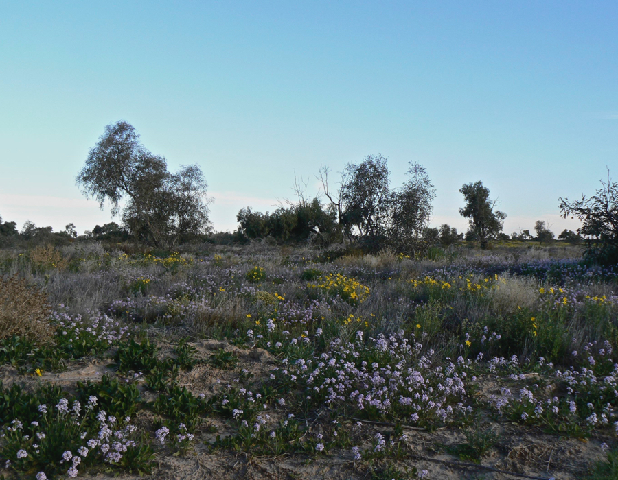 Cullyamurra Waterhole, Cooper Creek and Burke & Wills | Out There Family