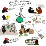 Wildflowers Antics