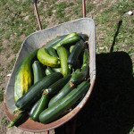 Zucchini, anybody?