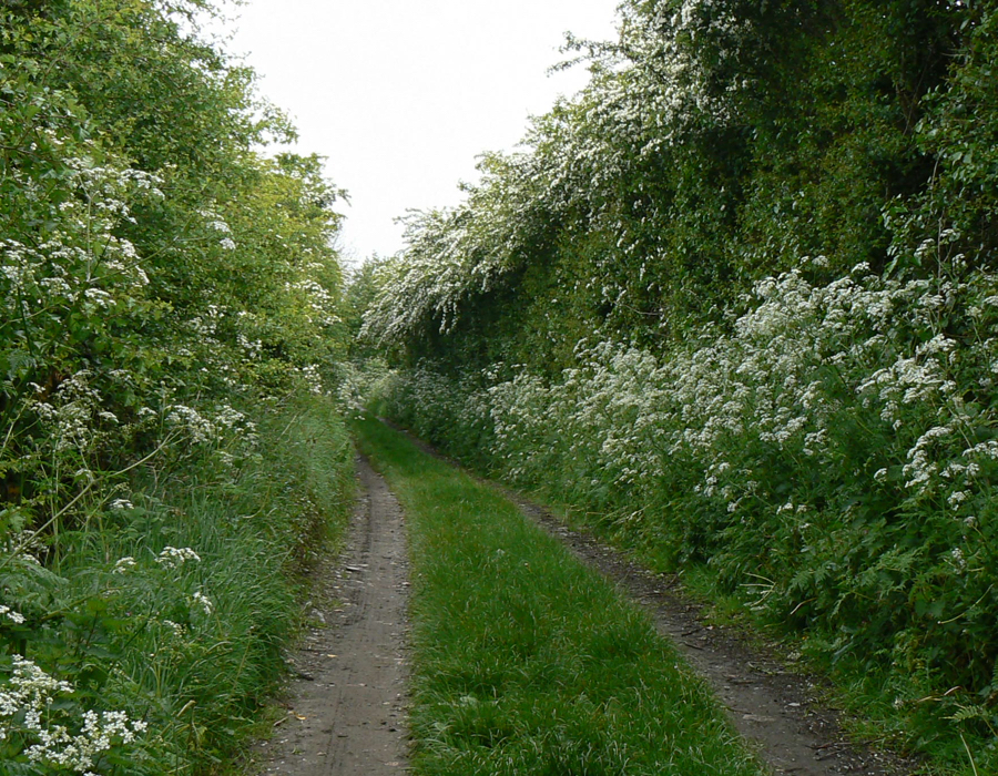 Lanes 4