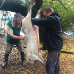 Pig business