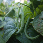 Picking Beans