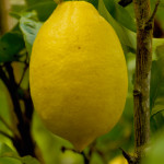 Things you can do with a lemon.