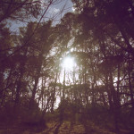 Down the Deer Path